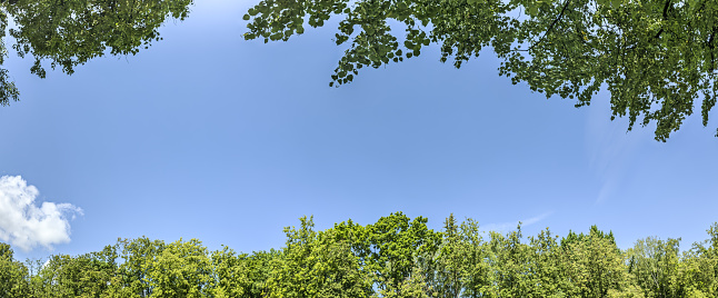 trees with green lush foliage on clear blue sky background. summer park panorama.