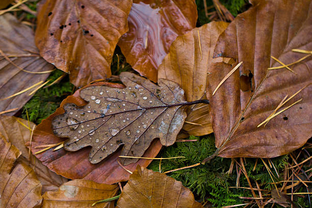 Leaves on the Ground stock photo