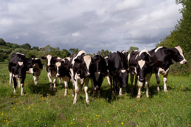 istock Cow grazing in rural field 160228033