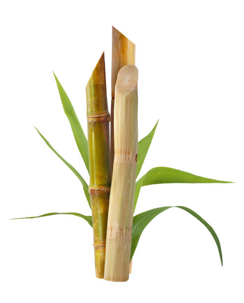 istock Sugarcane with leaf isolated on white background 1602280523