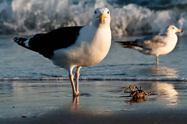 Two seagulls and one crab at the beach