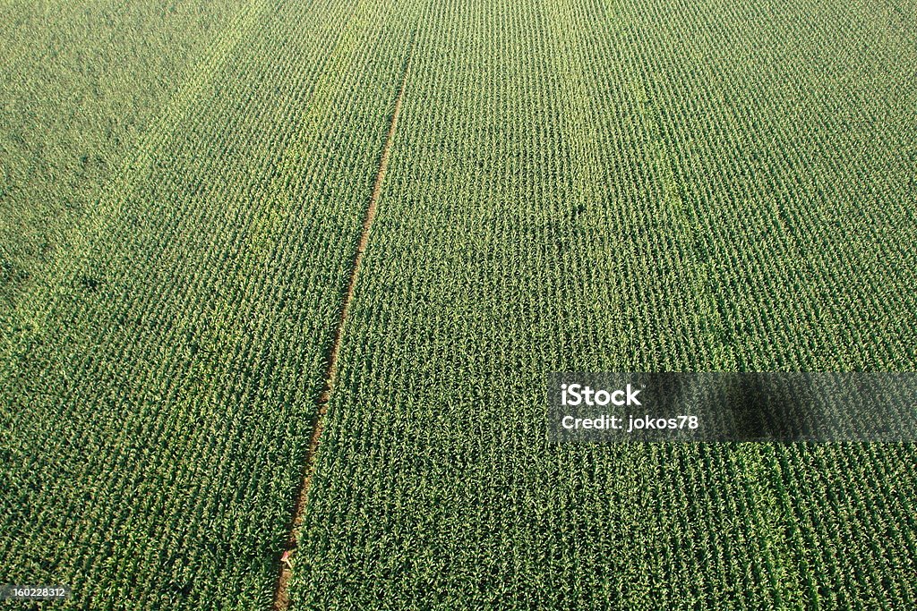 Campo di grano sopra verticale - Foto stock royalty-free di Agricoltura