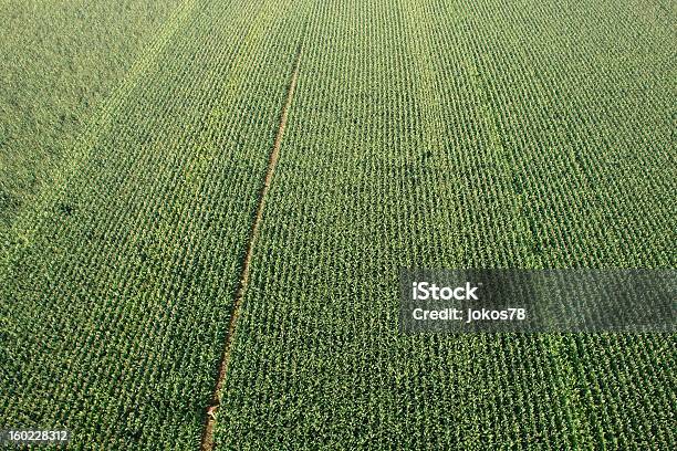 Campo Di Grano Sopra Verticale - Fotografie stock e altre immagini di Agricoltura - Agricoltura, Ambientazione esterna, Campo