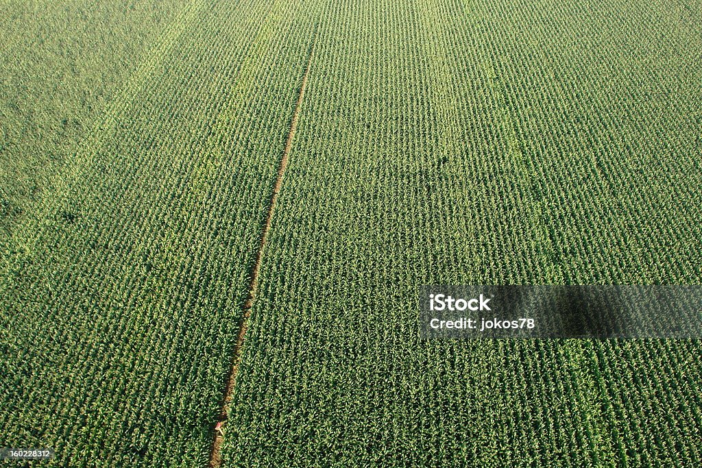 Campo de milho de cima vertical - Foto de stock de Agricultura royalty-free