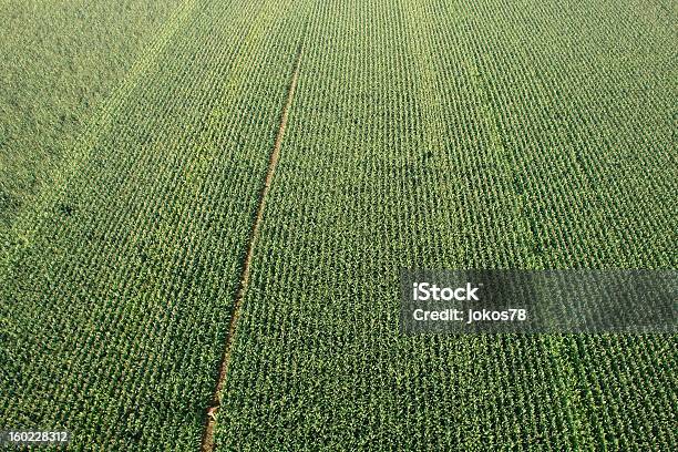 Foto de Campo De Milho De Cima Vertical e mais fotos de stock de Agricultura - Agricultura, Campo, Cereal