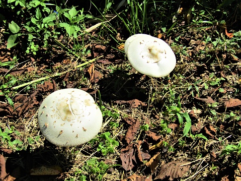 Two mushrooms.