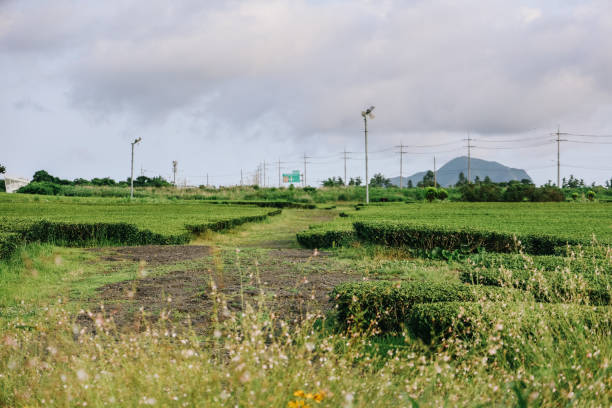 istock Osulloc Green Tea Farm Scenery in summer. 1602289302