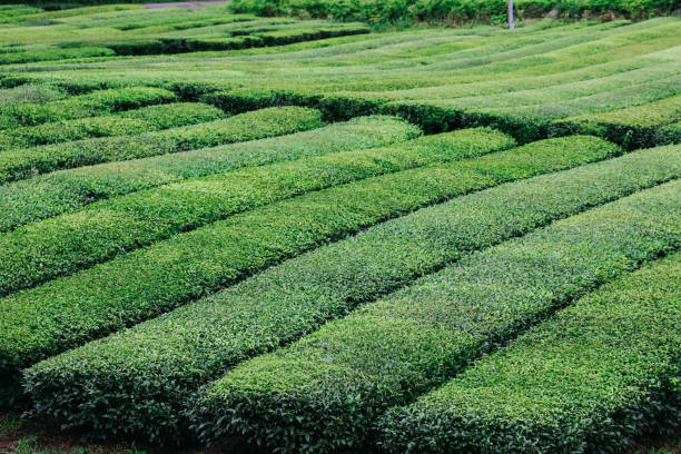 istock Osulloc Green Tea Farm Scenery in summer. 1602289346
