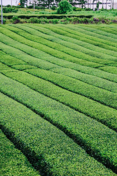 istock Osulloc Green Tea Farm Scenery in summer. 1602289354