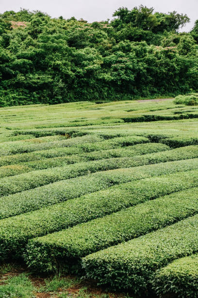 istock Osulloc Green Tea Farm Scenery in summer. 1602289365