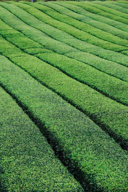 istock Osulloc Green Tea Farm Scenery in summer. 1602289383