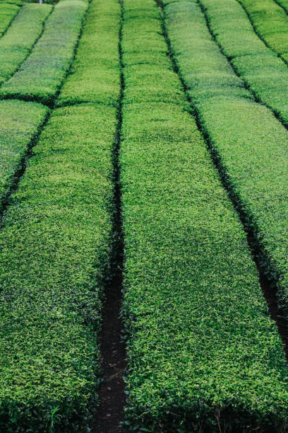 Osulloc Green Tea Farm Scenery in summer.