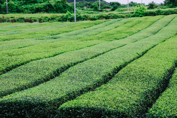 istock Osulloc Green Tea Farm Scenery in summer. 1602289410