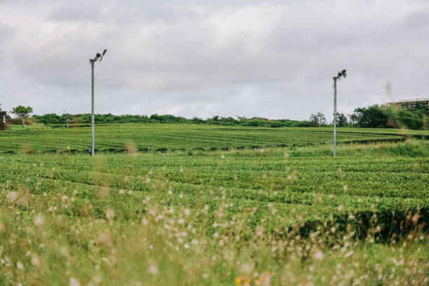 istock Osulloc Green Tea Farm Scenery in summer. 1602289446