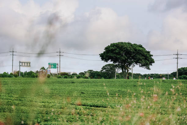 istock Osulloc Green Tea Farm Scenery in summer. 1602289447