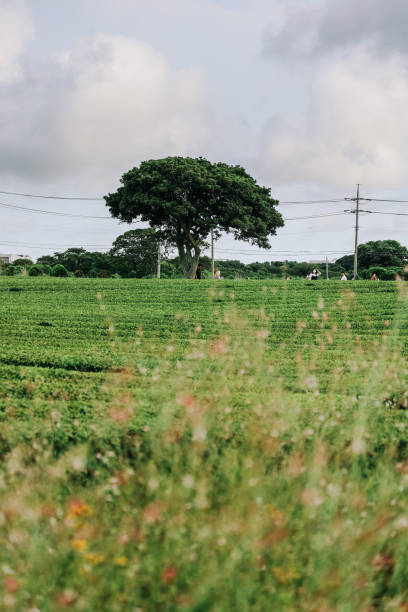 Osulloc Green Tea Farm Scenery in summer.