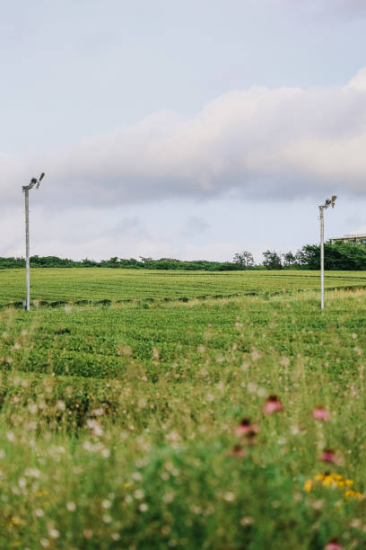 istock Osulloc Green Tea Farm Scenery in summer. 1602289486