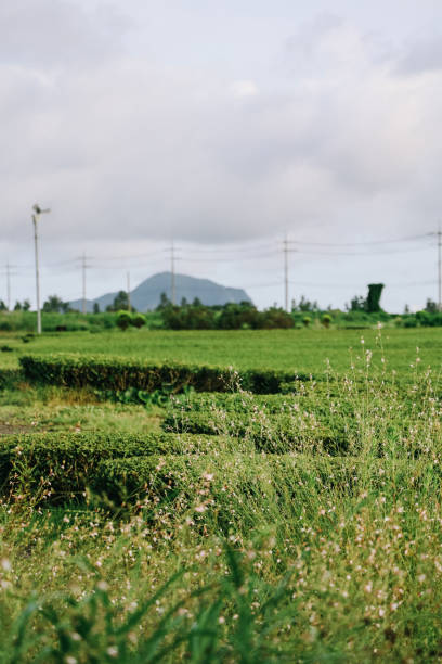 Osulloc Green Tea Farm Scenery in summer.