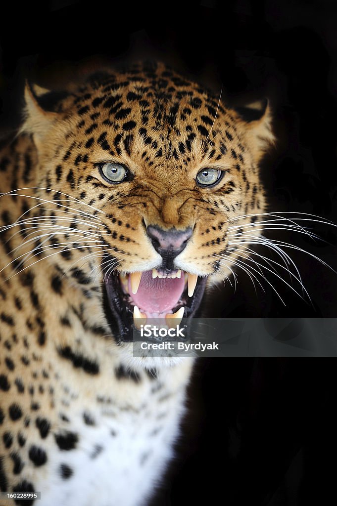 Leopardo - Foto de stock de Aire libre libre de derechos