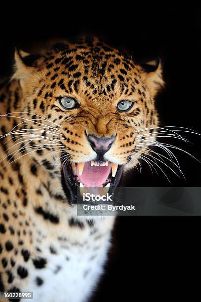 Leopardo - Fotografie stock e altre immagini di Africa - Africa, Ambientazione esterna, Animale