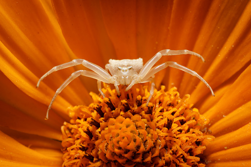 The flower crab spider (Misumena vatia) in orange petals. Macro photography of tiny insect eats pollen and being in aggressive protection pose. Wildlife in European garden.