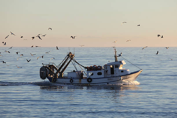 Fishing boat returning to home harbor Fishing boat returning to home harbor with lots of seagulls dogger stock pictures, royalty-free photos & images