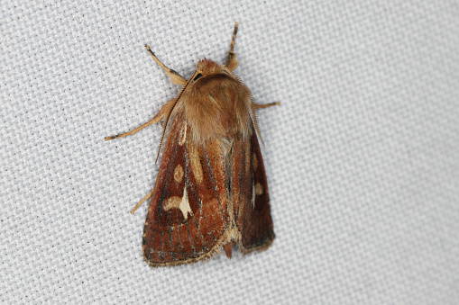 A moth (Cerapteryx graminis) sitting on the window curtain lured by the light into the house.