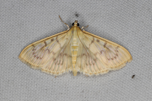 A moth (Patania ruralis) sitting on the window curtain lured by the light into the house.