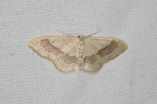 A moth sitting on the window curtain lured by the light into the house.