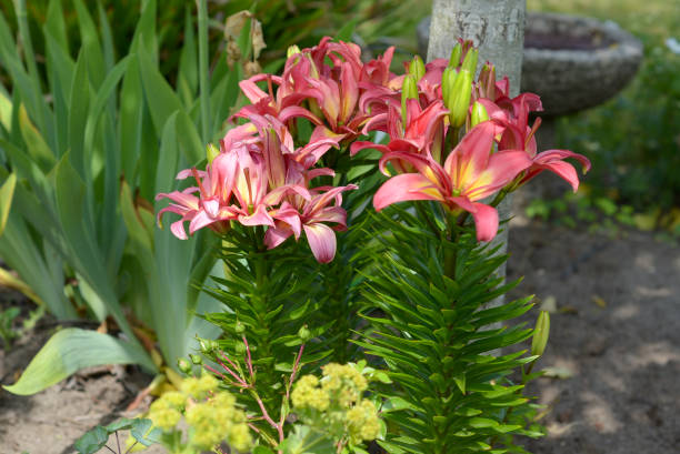 istock Small pink, yellow and red Lily blooming 1602301922