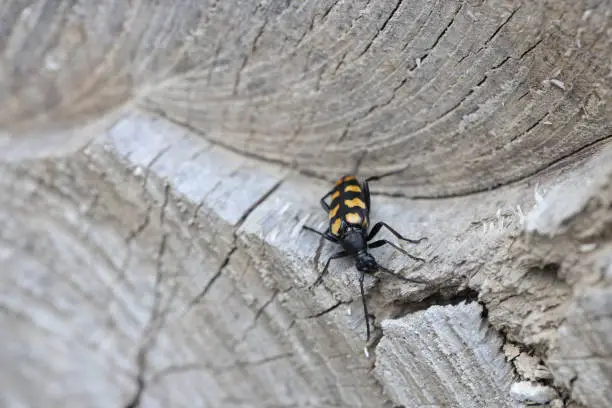 Photo of Longhorn beetle - Leptura quadrifasciata, Strangalia quadrifasciata, is a species of beetle in the family Cerambycidae. A female laying eggs.