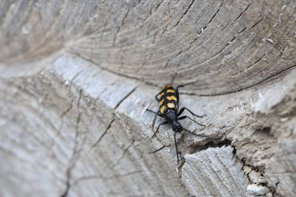 chrząszcz długorogi - leptura quadrifasciata, strangalia quadrifasciata, – gatunek chrząszcza z rodziny biegaczowatych i podrodziny cerambycidae. samica składająca jaja. - cerambycidae zdjęcia i obrazy z banku zdjęć