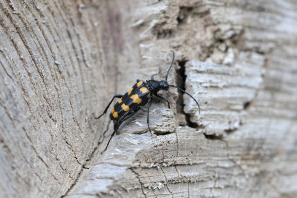 chrząszcz długorogi - leptura quadrifasciata, strangalia quadrifasciata, – gatunek chrząszcza z rodziny biegaczowatych i podrodziny cerambycidae. samica składająca jaja. - cerambycidae zdjęcia i obrazy z banku zdjęć