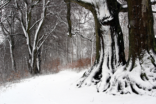 Snow landsacpe shot in Winter in Denmark