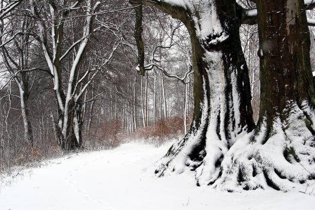 Winter in Denmark stock photo