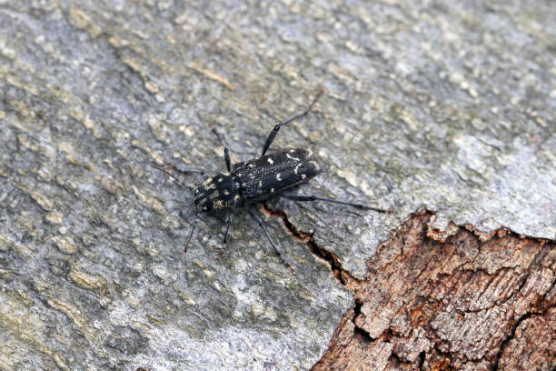 osika chrząszcz zebry (xylotrechus rusticus) – gatunek chrząszcza z rodziny kózkowatych (cerambycidae). - cerambycidae zdjęcia i obrazy z banku zdjęć