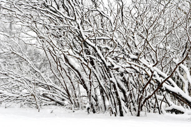 Winter in Denmark stock photo