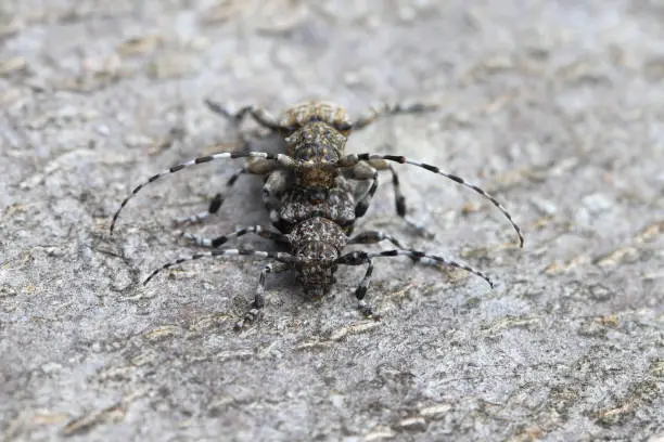 Longhorn beetle, paif of Aegomorphus clavipes on wood in the process of copulation, macro photo.