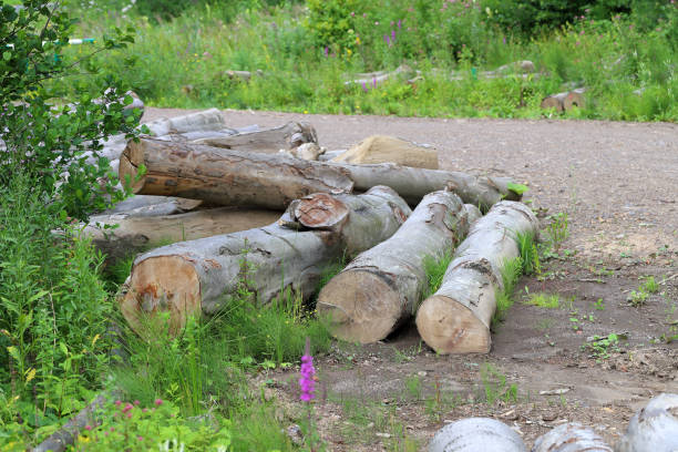 Beech wood lying at the forestry depot. Bieszczady Mountains.