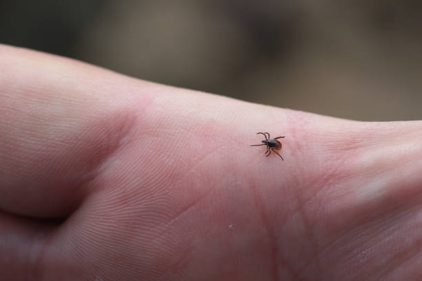 istock A tick walking on the hand. It is a dangerous arachnid that is a vector of many pathogens, diseases. 1602304606