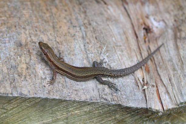 istock Common lizard (Zootoca vivipara) basking in the sun on wood at Bieszczady mountains. 1602305646