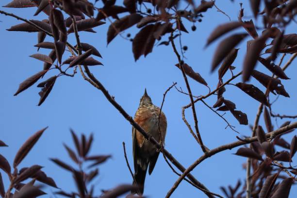drozd wędrowny (turdus migratorius) ptak siedzący na jałowej gałęzi drzewa na tle czystego, błękitnego nieba - flitting zdjęcia i obrazy z banku zdjęć