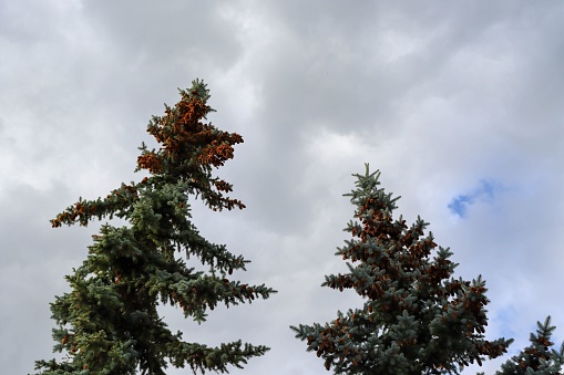 A low angle of pine trees standing against a cloudy blue sky