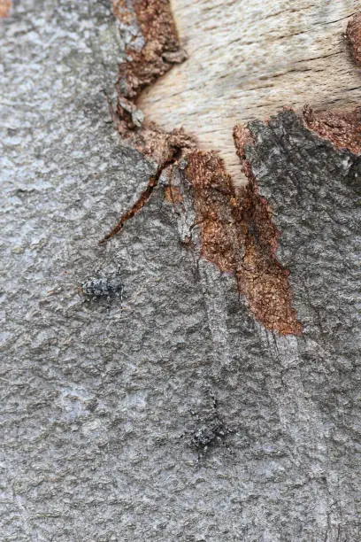 Longhorn beetle, Aegomorphus clavipes on wood, macro photo. Insects on the bark, an example of mimicry.