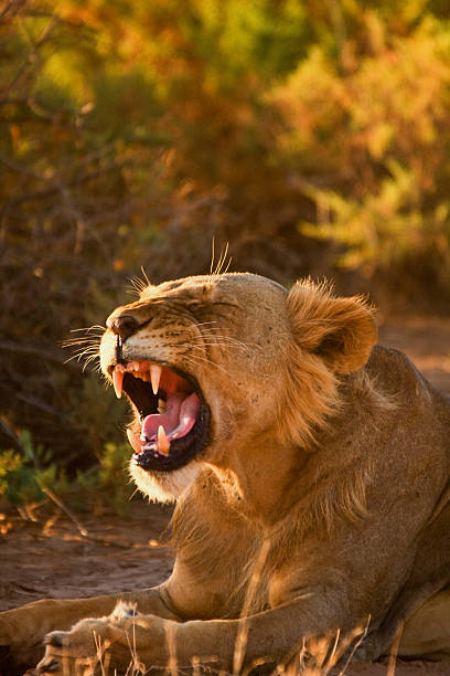 istock Yawning young male lion 160231166