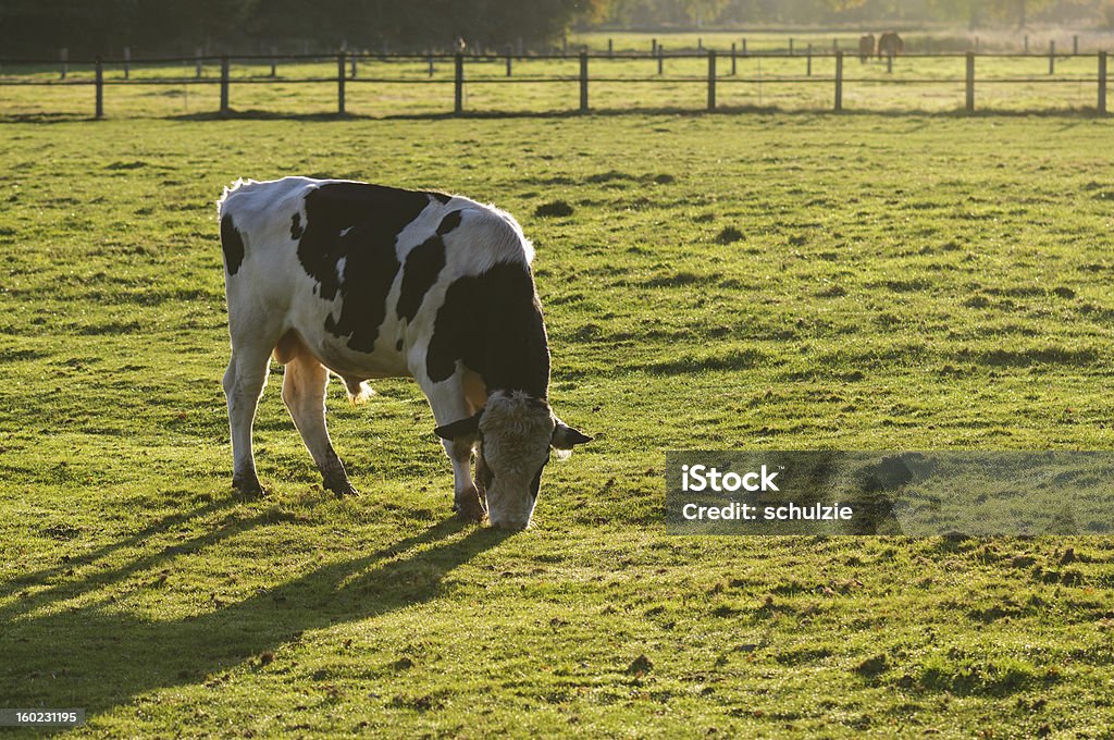 Holstein bull - Foto de stock de Contraluz royalty-free