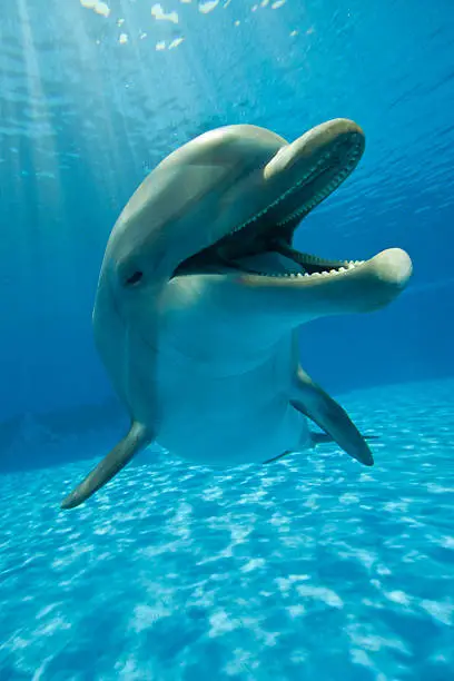 Dolphin underwater, close up, headshot