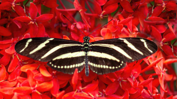 istock Zebra Longwing dorsal view. Pacific Science Center's Butterfly House, Seattle, WA. 1602315050