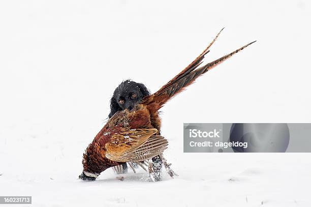 Desportos De Campo Em Inglaterra - Fotografias de stock e mais imagens de Inverno - Inverno, Spaniel, Animais caçando