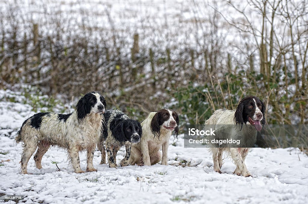 gundogs listo para acción de trabajo - Foto de stock de Faisán - Ave de caza libre de derechos